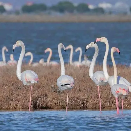 Elite Luxury Boutique فيير